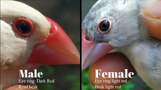 Java bird male female identify