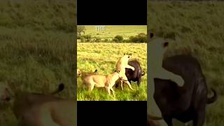 Buffalo vs Lionesses: The Fierce Jungle Battle 🐃🦬 #shorts