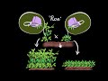 Mendel's Pea Plants and the Secrets of Trait Inheritance