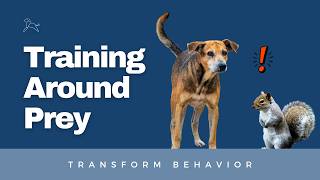 Stop Prey Drive: Training Dogs Around Prey