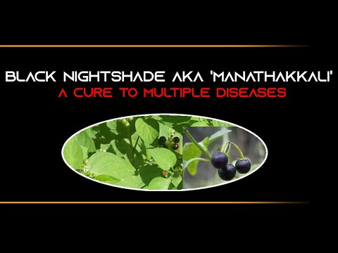 Video: Nightshade Black, Red - Useful Properties, Application