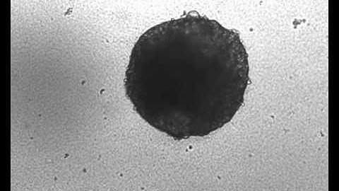 Cardiomyocytes derived from mouse Embryonic stem cells