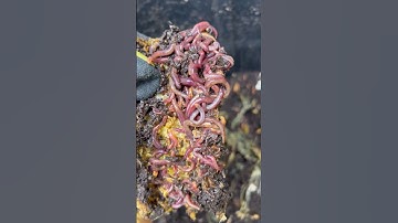 #composting #vermicompost #worms #redwigglers #nature #craigscompost #reuse #reduce #recycle