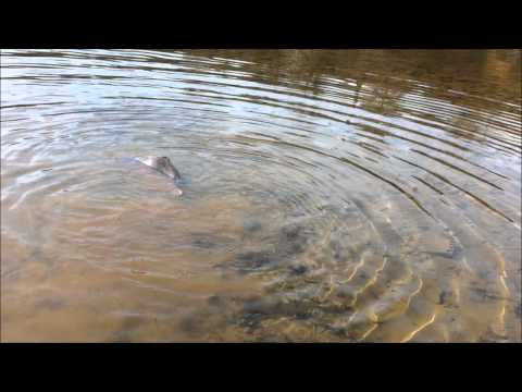 карп больше 22кг 24.12.2011.wmv