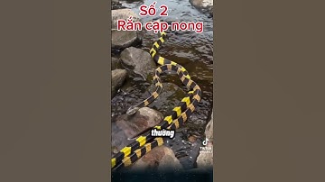 Ba loài rắn độc nhất việt nam, một vết cắn giết chết 20 người