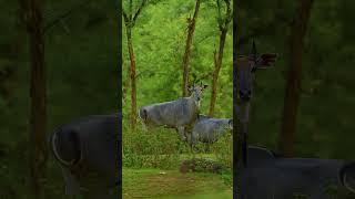Majestic Encounter: The Blue Bull in its Natural Habitat