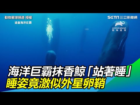 海洋巨霸抹香鯨「站著睡」　睡姿竟激似外星卵鞘｜三立新聞網SETN.com