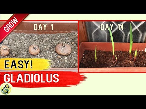 วีดีโอ: เก็บหลอด Ranunculus - คุณสามารถบันทึก Ranunculus Bulbs ในฤดูหนาวได้หรือไม่