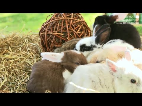 Wideo: Tak, twój królik nienawidzi cię (jak się zaprzyjaźnić z królikiem)