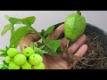 Unique Technique For Grafting Guava Fruit To Guava Tree, Growing Guava tree   Onion hormone