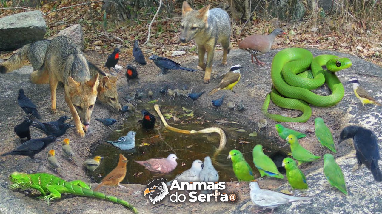 DEPOIS QUE COLOQUEI ÁGUA NA FONTE, AS SERPENTES APARECERAM