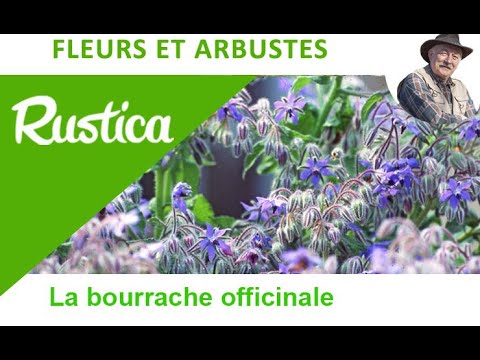 Vidéo: Growing Bourrache - Comment Cultiver Et Utiliser La Bourrache Dans Le Jardin