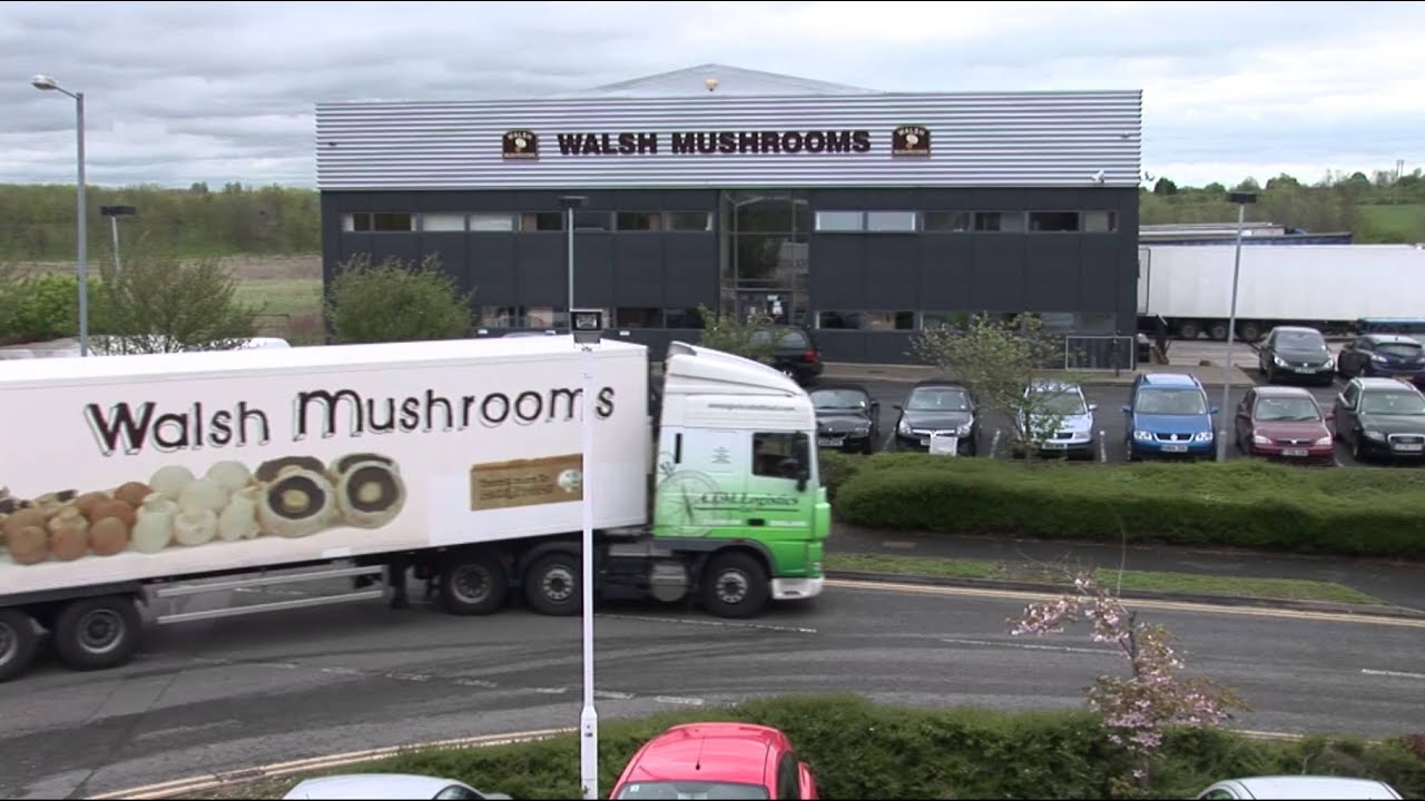 Walsh Mushrooms the Story of our Delicious Mushrooms YouTube