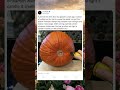 PUMPKIN CARVING SECRET! The Halloween Trick Everyone Needs