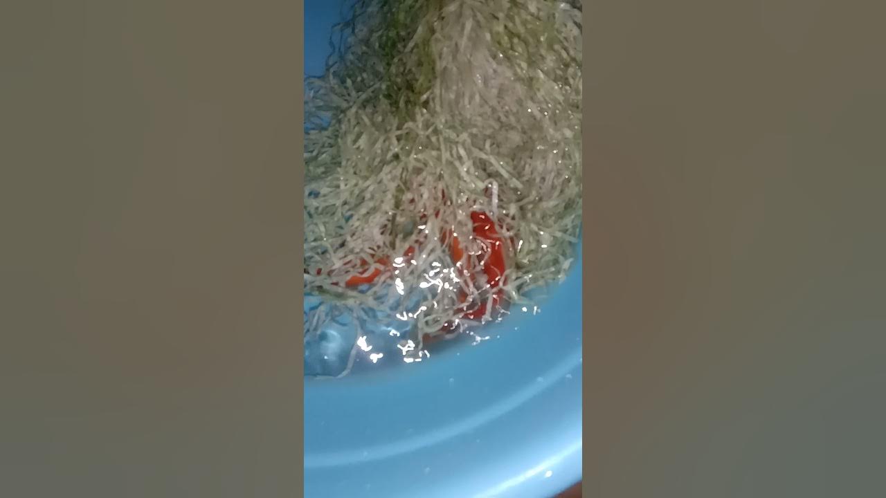 Shubonkin Goldfish Laying Eggs YouTube