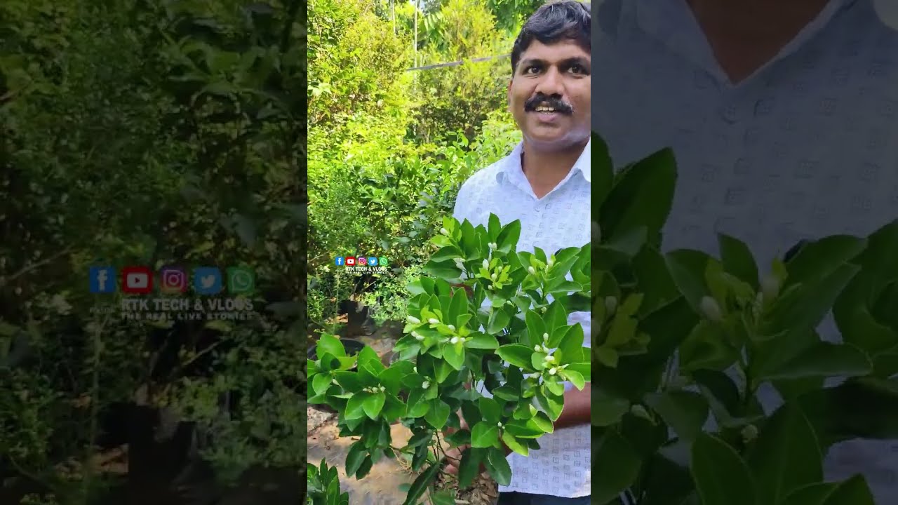 🎅ChristmasOffer പ്ലാന്റുകൾ അത്ഭുതപ്പെടുത്തുന്ന വിലയിൽ 😳 Razeen Exotic  Fruits Garden Malappuram