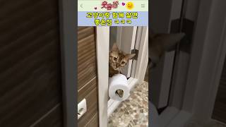 고양이랑 함께 살면 좋은점ㅋㅋㅋ🤭#유머 #고양이영상 #귀여운고양이 #웃긴영상 #웃긴쇼츠 #유머 #웃긴