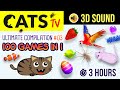 Games for cats  dogs   100 in 1    ultimate game compilation 03   3 hours cats tv