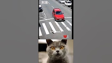 Give this video a title (wrong answers only) #bombastic #shorts #meme #cat