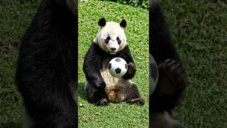 Animal Football Playing #carton