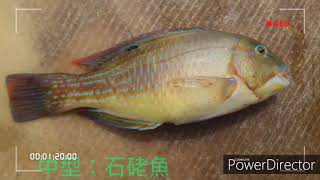 前打磯釣常見魚種（1）