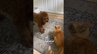 Dog Was Ready for Kitty Today! - RxCKSTxR Comedy Voiceover