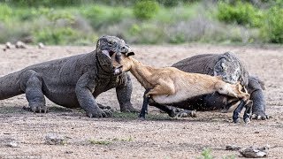 Komodo Vs Deer | Komodo Dragon Hunting Deer In Water