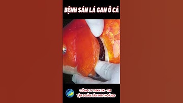 [Kỹ thuật nuôi cá] Bệnh sán lá gan ở cá