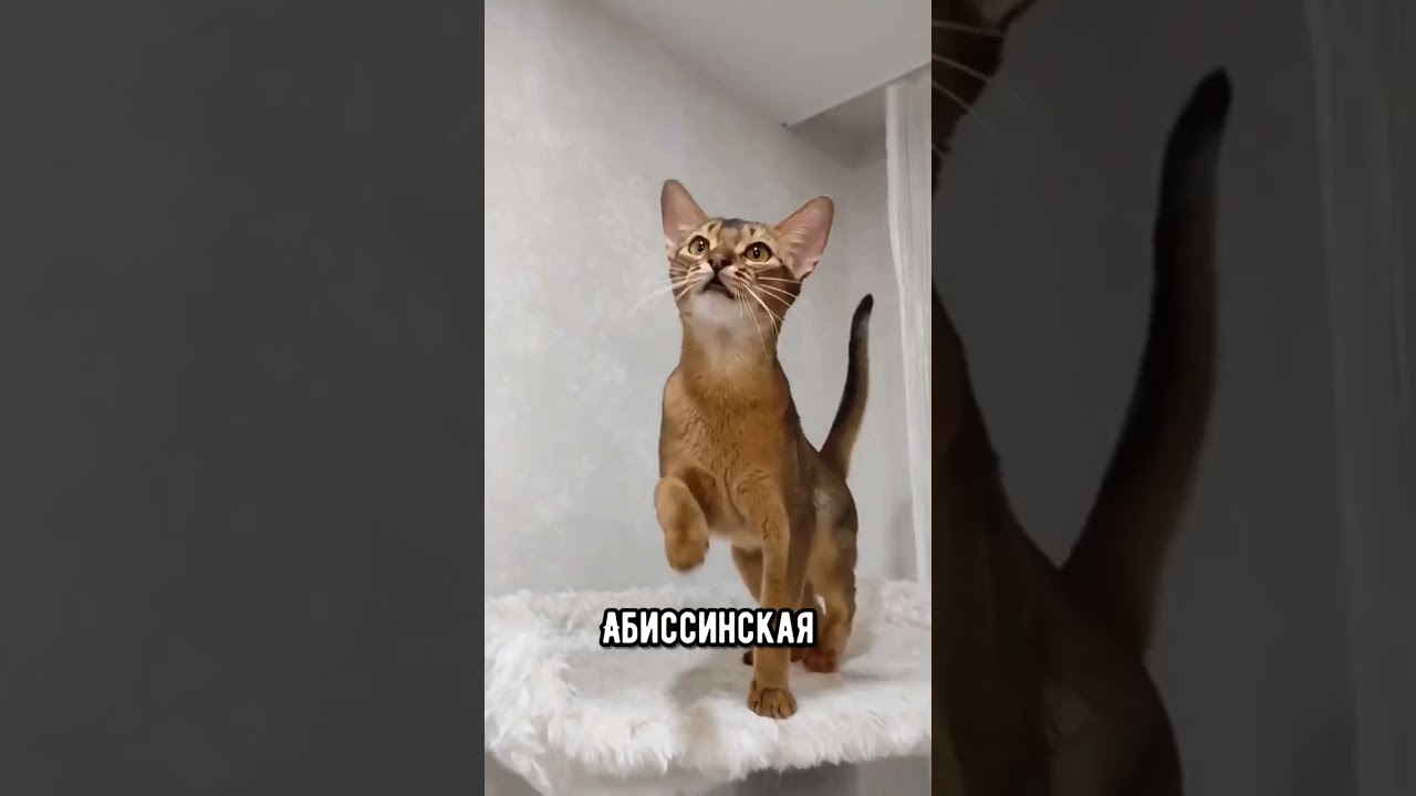 Эти породы кошек не линяют #кот #коты #shorts