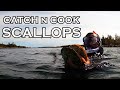 Snorkeling for Wild Scallops in Nova Scotia