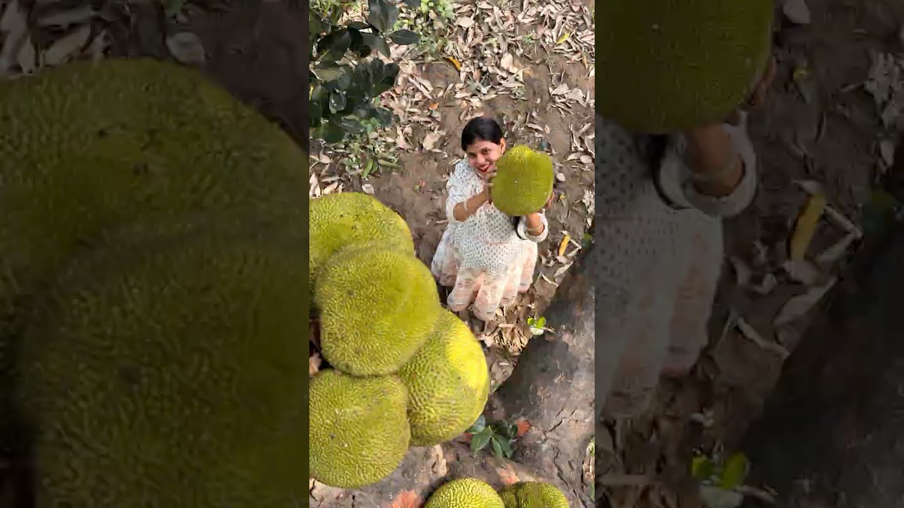 aaj khet śe fresh kathal tod kar laye #chulha #dailyvlog  #shortvideo #vilagelife #desi