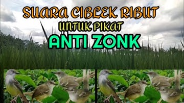 Suara pikat ciblek ribut! Pancingan ciblek liar PALING AMPUH untuk mikat ciblek di alam