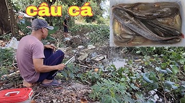 224 câu cá đồng trong đám lục bình.câu cá lóc,cá trê,cá rô đều có.