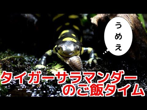 餌を食べるタイガーサラマンダーが可愛すぎる