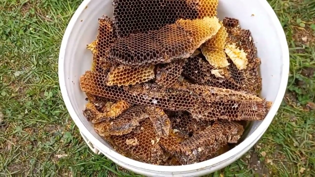 ✅ como Fundir cera de abeja (otra manera de obtener cera de abeja) #abejas #bee #beekeeping