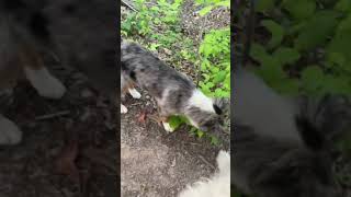 Isabella Sutton Is Live