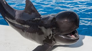 Argo the Pilot Whale | SeaWorld San Diego