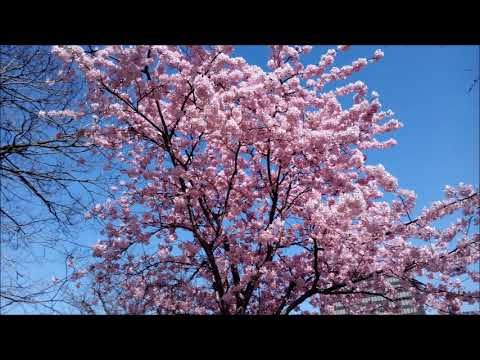 春に・混声三部男声パート（MIDI）