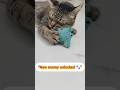 POV: You Buy a Toy for Your Cat 😂 #shorts #cat #kitten