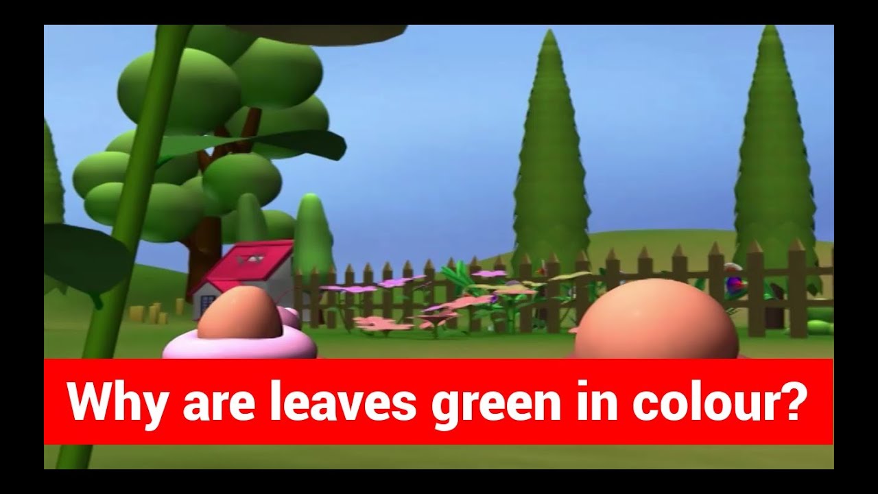 Why leaves are green 100 Why leaves are green 65