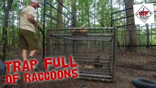 TRAP FULL OF RACOONS🦝 Still Got Some Tuning To Do! by Hollis Farms 5,972 views 7 months ago 16 minutes