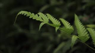 (background video) semilir angin,,,