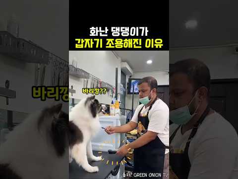 바리깡만 들이밀면 조용해지는 기계덕후 댕댕이 thumbnail