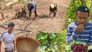 #sowing  Rice Seeds | Nagaland Jhum Cultivation | Harvesting Mulberries 😋 | @achenvlogs by Achen Vlogs 8,090 views 1 month ago 17 minutes