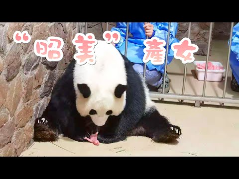 《熊貓主題趴》成都又添大熊貓奧運寶寶！ | iPanda熊貓頻道