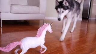 Mishka the Talking Husky vs. Unicorn screenshot 5