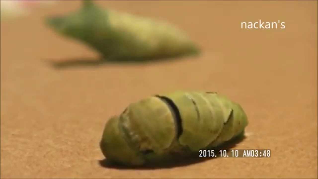 アゲハの幼虫がサナギに変わるまで Youtube