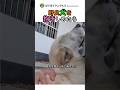 野良犬を抱きしめたら