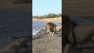 Male Lion Scuffle with White Lioness