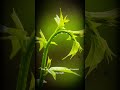 Why Plants Lean Toward the Window #PlantScience #PlantGrowth #IndoorPlants #PlantShorts
